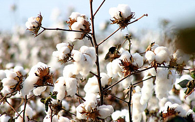 Spraying Drones: A New Era for Cotton Defoliation